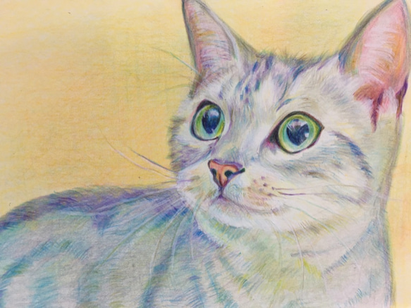 猫　ネコ【原画 ポストカードサイズ 色鉛筆画】 3枚目の画像