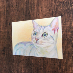 猫　ネコ【原画 ポストカードサイズ 色鉛筆画】 2枚目の画像