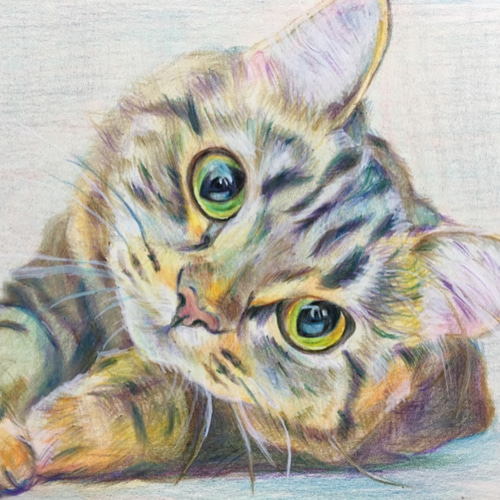猫 ネコ【原画 ポストカードサイズ 色鉛筆画】 絵画 ちさと 通販 猫 ネコ【原画 ポストカードサイズ 色鉛筆画】 絵画 ちさと 通販