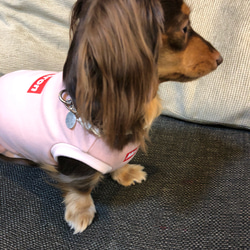 うちのこねーむ♡タンクトップ♡名入れ♡犬服 5枚目の画像