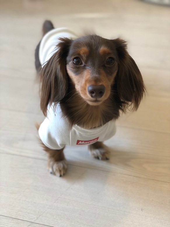 うちのこねーむ♡Tシャツ♡名入れ♡犬服 5枚目の画像