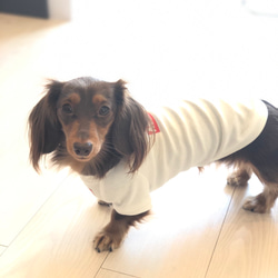 うちのこねーむ♡Tシャツ♡名入れ♡犬服 6枚目の画像