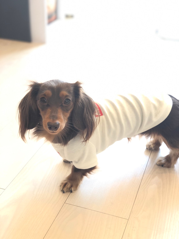 うちのこねーむ♡Tシャツ♡名入れ♡犬服 6枚目の画像