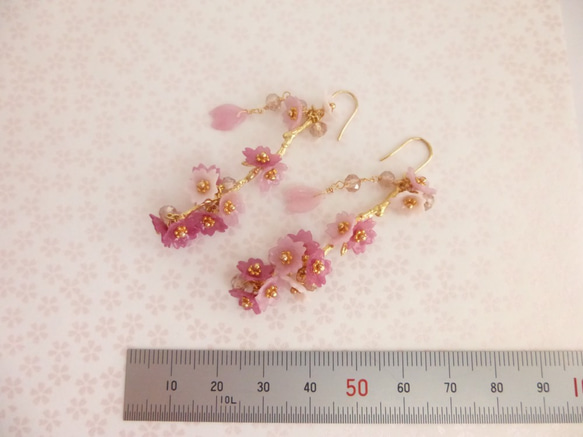 櫻花盛開的無環耳環在樹枝上 第4張的照片