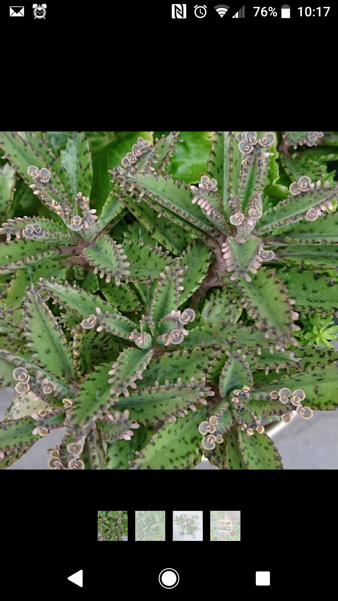 子宝草、抜き苗 多肉植物 子宝草 抜き苗3本 - メルカリ
