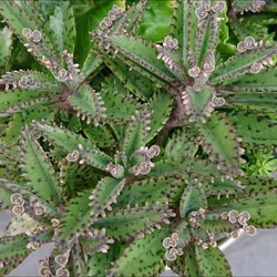 送料無料♥️子宝草 不死鳥錦抜き苗☆ その他インテリア雑貨