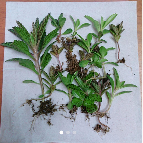 子宝草、抜き苗 Amazon.co.jp: 子宝草 サマーリーフ 抜き苗 ＋おまけ 多肉植物