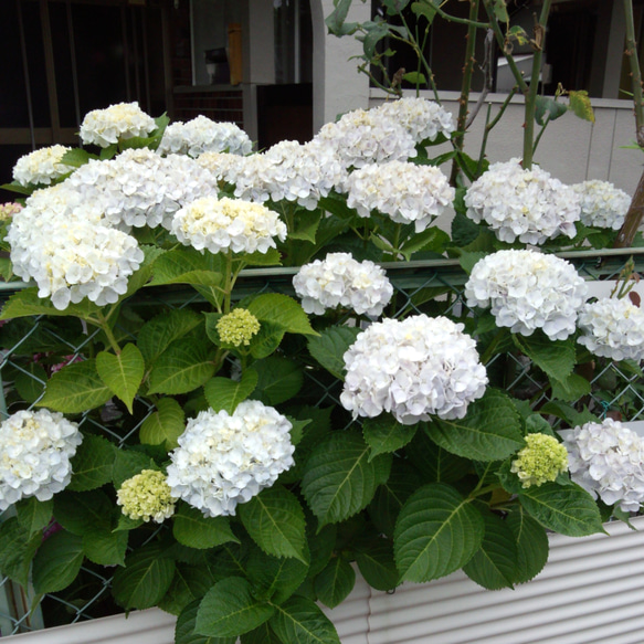 大きな白い紫陽花苗 3枚目の画像