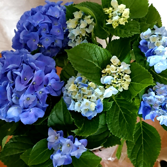 8️⃣カラフルで綺麗な青い紫陽花挿し穂☆ 1枚目の画像