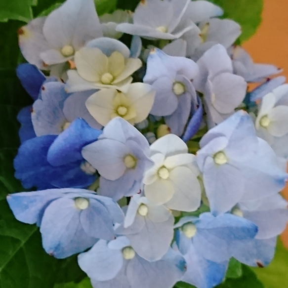 8️⃣カラフルで綺麗な青い紫陽花挿し穂☆ 2枚目の画像