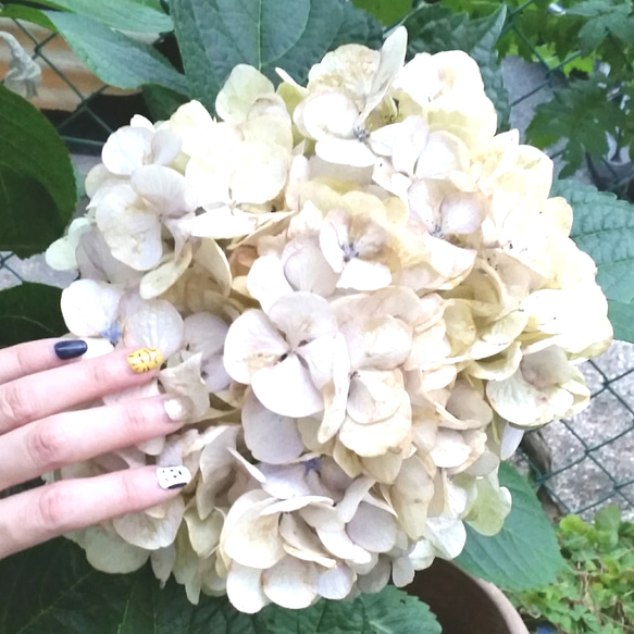 最強♥️白い紫陽花挿し穂 1枚目の画像