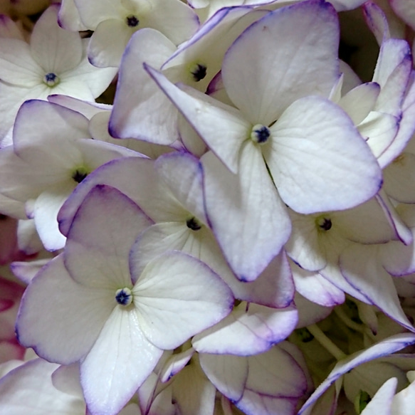 ③紫陽花挿し穂 1枚目の画像