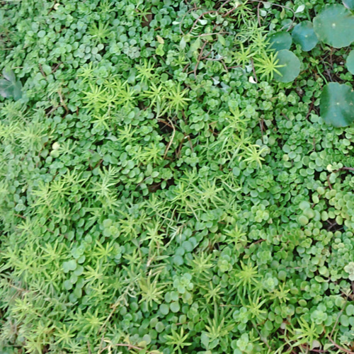 セダム ゴールドビューティー 多肉植物 にゃんこ姫☆ 通販