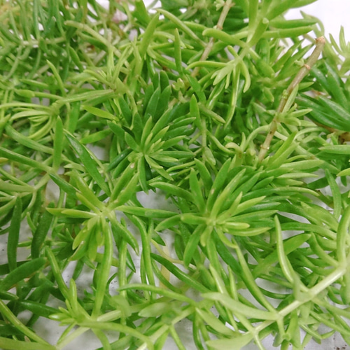 セダム ゴールドビューティー 多肉植物 にゃんこ姫☆ 通販
