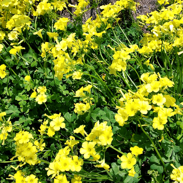 オキザリス 黄色抜き苗 その他インテリア雑貨 ☆コメント後、購入して