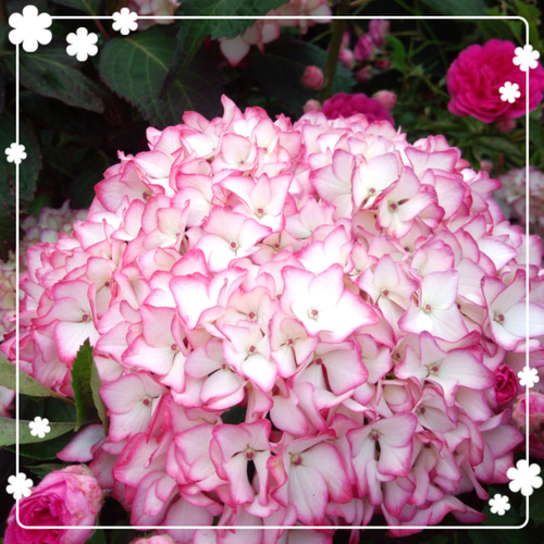 花鉢 アジサイ 紫陽花 ハイドランジア ブリーディング 花鉢 アジサイ 紫陽花 ハイドランジア ブリーディング