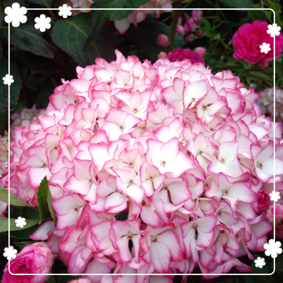 ♥️縁がピンクの紫陽花 その他インテリア雑貨 にゃんこ姫☆ 通販 