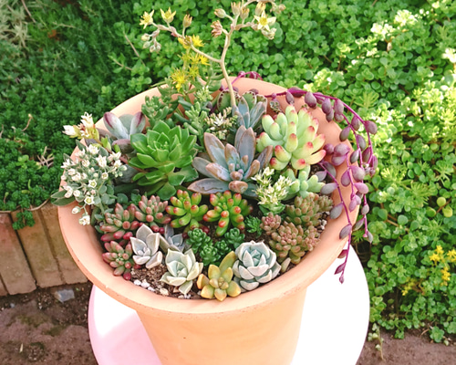 多肉植物 セダム寄せ植え その他インテリア雑貨 にゃんこ姫