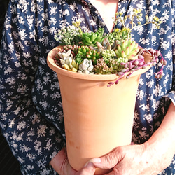 多肉植物 セダム寄せ植え 3枚目の画像