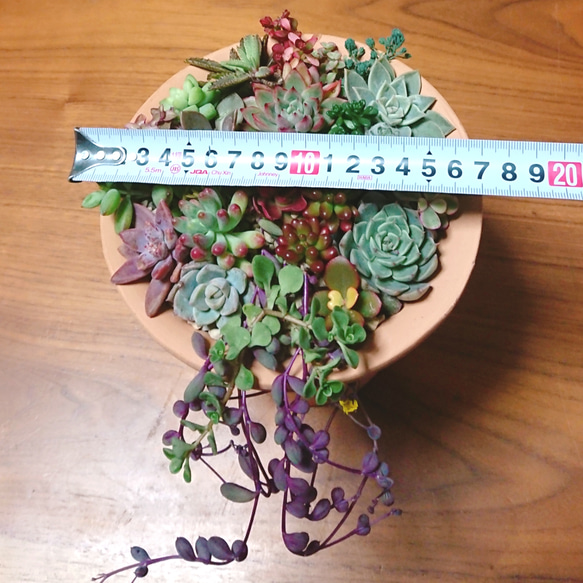 多肉植物 セダム寄せ植え 4枚目の画像