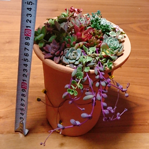多肉植物 セダム寄せ植え その他インテリア雑貨 にゃんこ姫