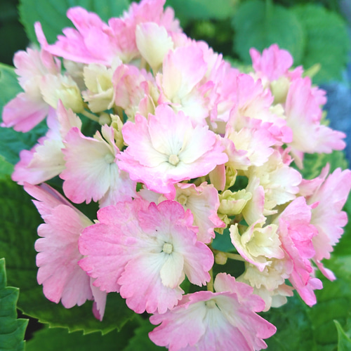 縁がギザギザピンクの紫陽花 その他インテリア雑貨 にゃんこ姫