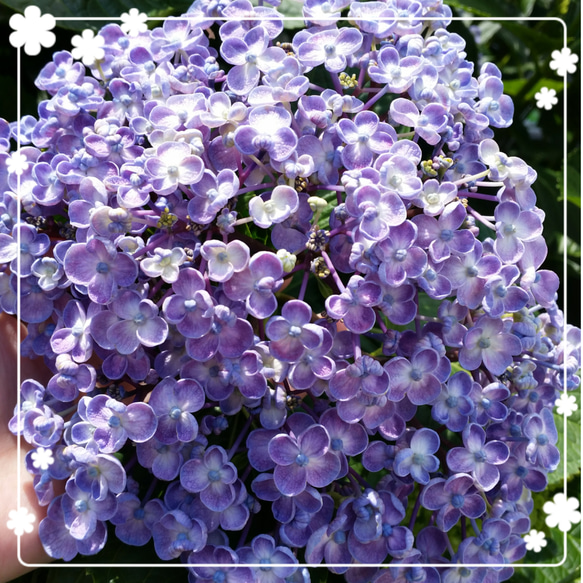 ♥️紫陽花 挿し穂 挿し枝 2枚目の画像