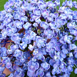 ♥️紫陽花 挿し穂 挿し枝 3枚目の画像