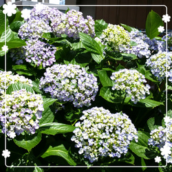 ♥️紫陽花 挿し穂 挿し枝 6枚目の画像