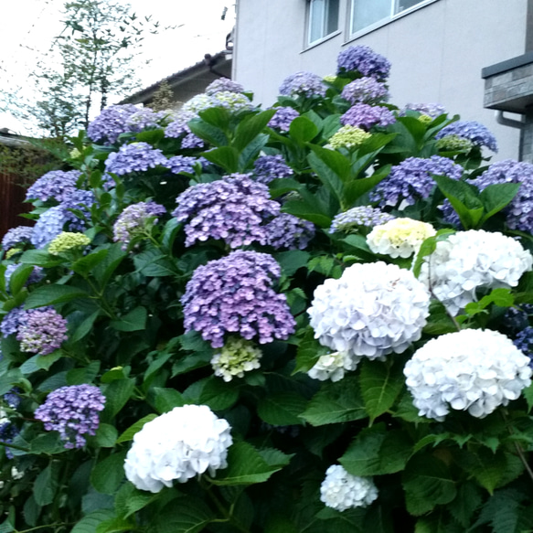 ♥️紫陽花 挿し穂 挿し枝 7枚目の画像