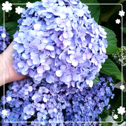 ♥️紫陽花 挿し穂 挿し枝 8枚目の画像