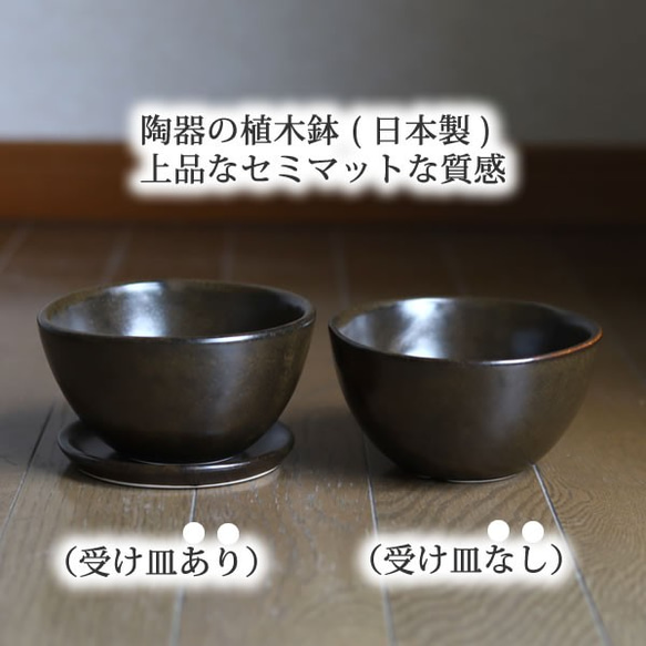 濃い茶色い陶器の植木鉢 (セミマット) (ボールタイプ) (ダークブラウン) (受け皿付き) 6枚目の画像
