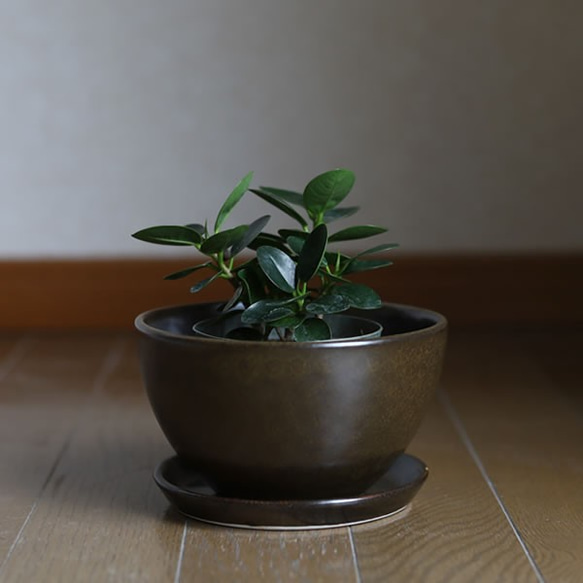 濃い茶色い陶器の植木鉢 (セミマット) (ボールタイプ) (ダークブラウン) (受け皿付き) 9枚目の画像
