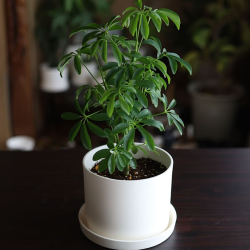 白い陶器の植木鉢 (焼きしめ) (釉薬なし) (ずんどうタイプ) 一輪挿し