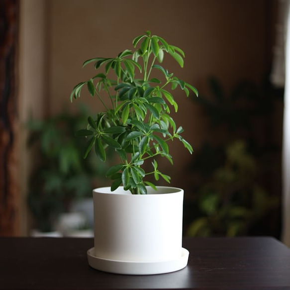 白い陶器の植木鉢 (焼きしめ) (釉薬なし) (ずんどうタイプ) 3枚目の画像