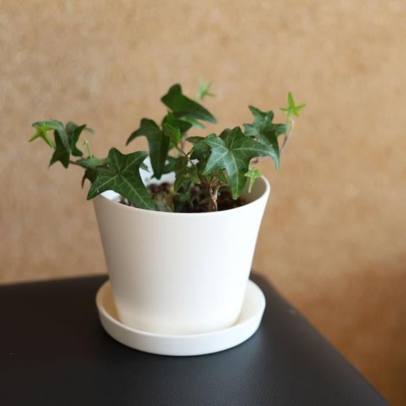 白い陶器の植木鉢 (焼きしめ) (釉薬なし) (すり鉢タイプ) 3枚目の画像
