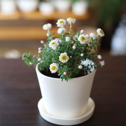 白い陶器の植木鉢 (焼きしめ) (釉薬なし) (すり鉢タイプ) 4枚目の画像