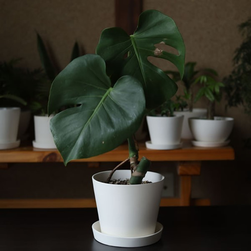 白い陶器の植木鉢 (焼きしめ) (釉薬なし) (すり鉢タイプ) 一輪挿し
