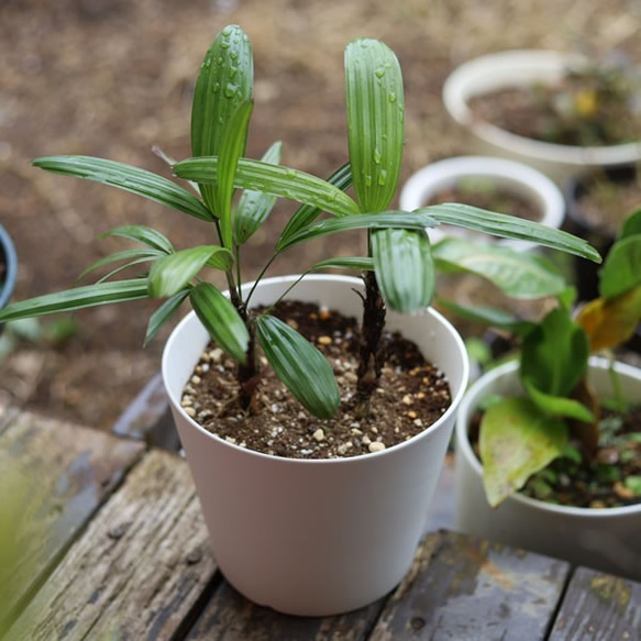 白い陶器の植木鉢 (焼きしめ) (釉薬なし) (すり鉢タイプ) 5枚目の画像