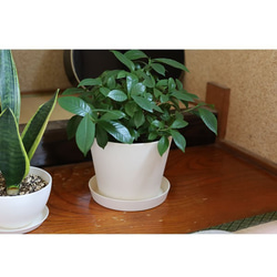 白い陶器の植木鉢 (焼きしめ) (釉薬なし) (すり鉢タイプ) 6枚目の画像