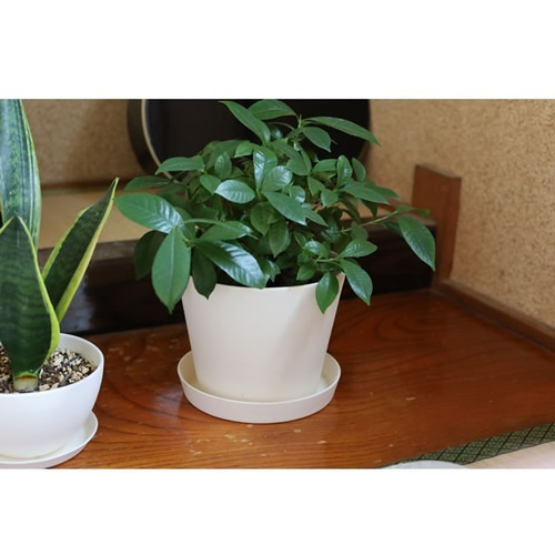 白い陶器の植木鉢 (焼きしめ) (釉薬なし) (すり鉢タイプ) 一輪挿し