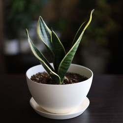 白い陶器の植木鉢 (焼きしめ) (釉薬なし) (ボールタイプ) 3枚目の画像