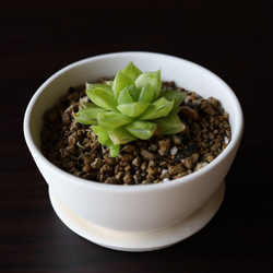 白い陶器の植木鉢 (焼きしめ) (釉薬なし) (ボールタイプ) 4枚目の画像