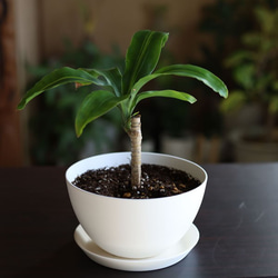 白い陶器の植木鉢 (焼きしめ) (釉薬なし) (ボールタイプ) 9枚目の画像