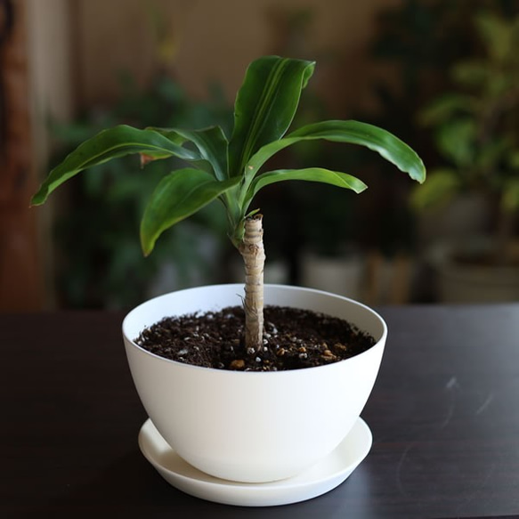 白い陶器の植木鉢 (焼きしめ) (釉薬なし) (ボールタイプ) 9枚目の画像