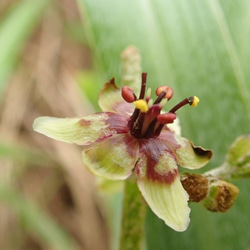 香港植物 - 牯嶺藜蘆 樹脂水晶耳環 第10張的照片