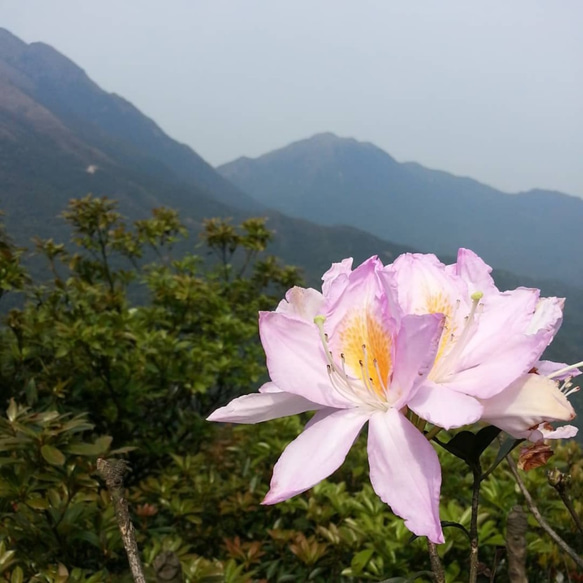 香港の植物-Shofarツツジのイヤリング 6枚目の画像