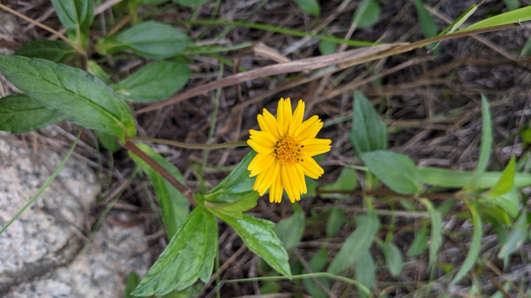 香港の植物-ウェデリアのイヤリング 5枚目の画像