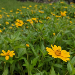 香港の植物-ウェデリアのイヤリング 6枚目の画像