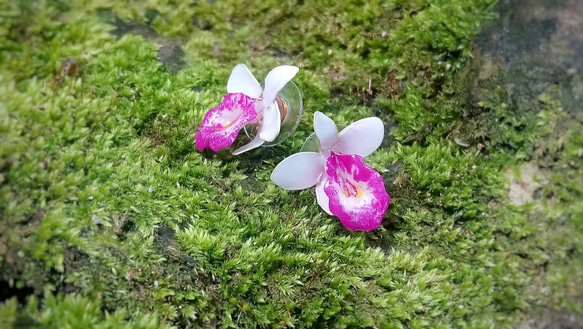 香港植物 - 竹葉蘭 樹脂耳環 第1張的照片